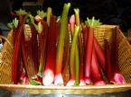 rhubarb in basket