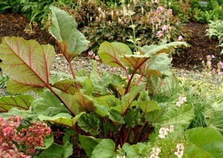 Rhubarb Ace of Hearts