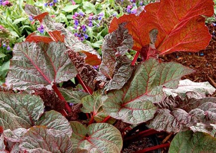 Ace of Hearts rhubarb ornamental