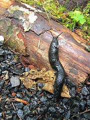 black slug