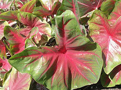 caladiums