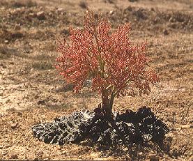 rheum-palaestinum,self-irrigating rhubarb