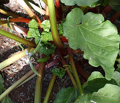 rhubarb harvest