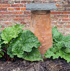 rhubarb forcing chimney pot