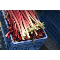 Reddish Pink Rhubarb Stalks 